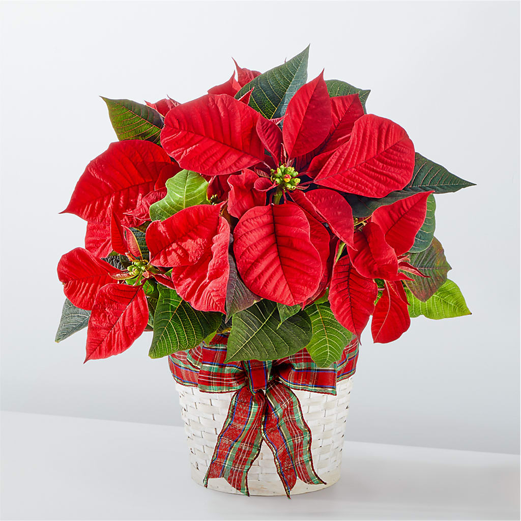 Happiest Holidays Poinsettia – BLUEMOON FLORAL & GIFT, Denver CO