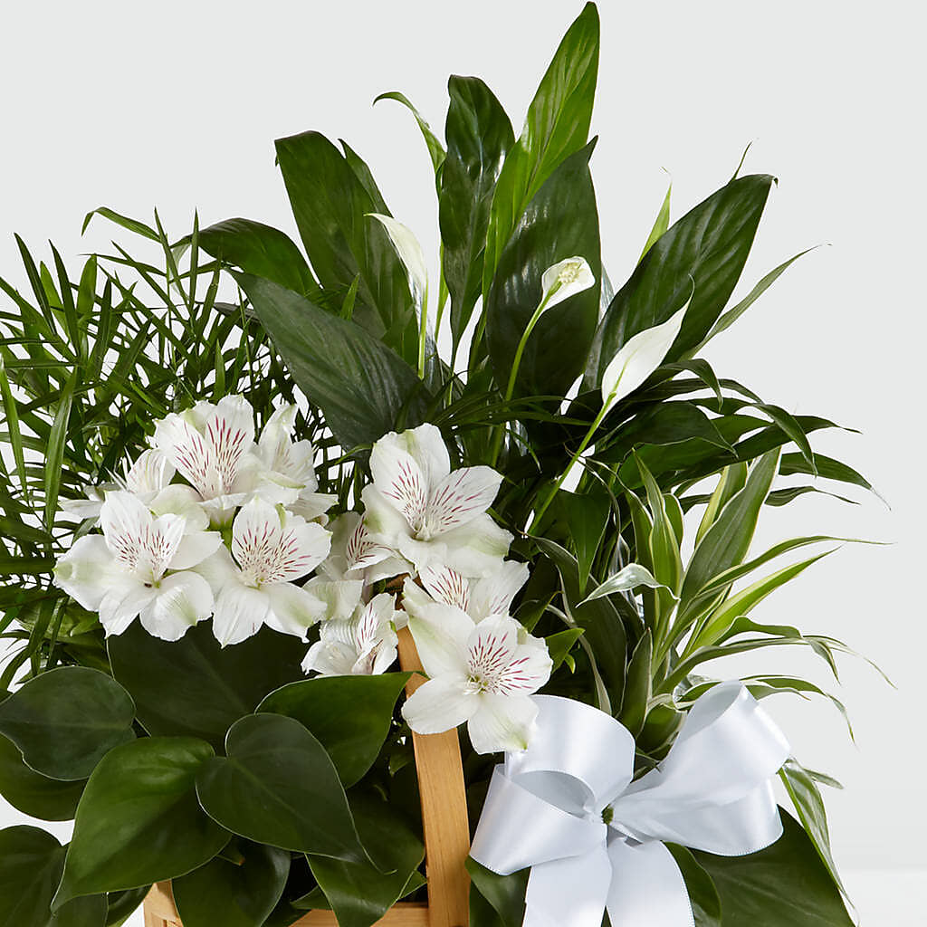 Peace & Serenity Dishgarden – BLUEMOON FLORAL & GIFT, Denver CO
