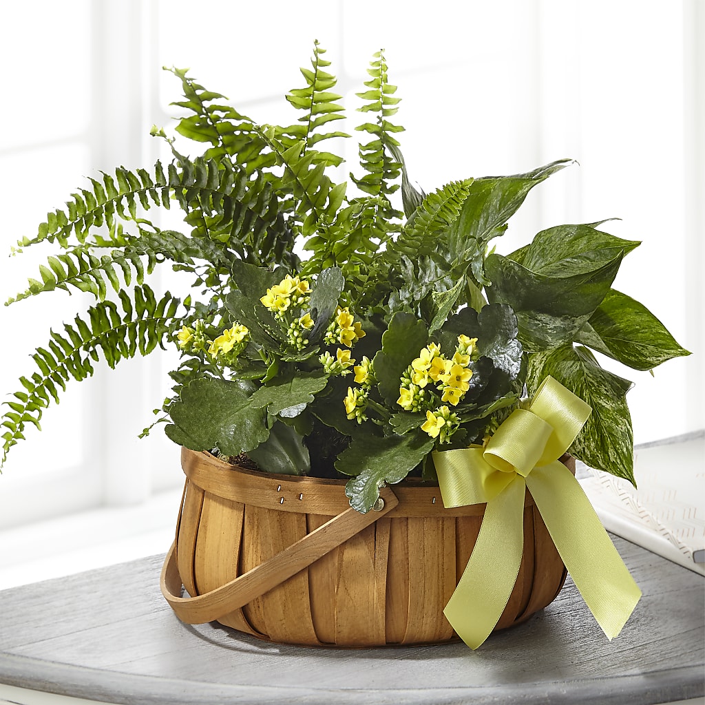 Always Dear Dishgarden – BLUEMOON FLORAL & GIFT, Denver CO