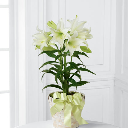 Easter Lily Plant – BLUEMOON FLORAL & GIFT, Denver CO