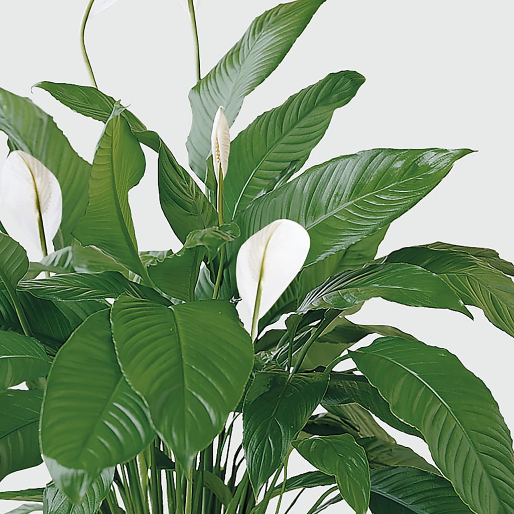 Tranquil Moments Peace Lily Plant – BLUEMOON FLORAL & GIFT, Denver CO