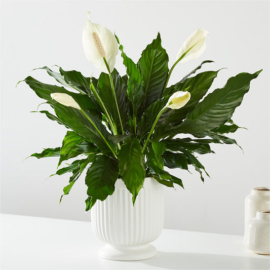 Comfort Planter – BLUEMOON FLORAL & GIFT, Denver CO