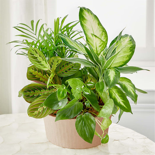 Balance & Harmony Dishgarden – BLUEMOON FLORAL & GIFT, Denver CO