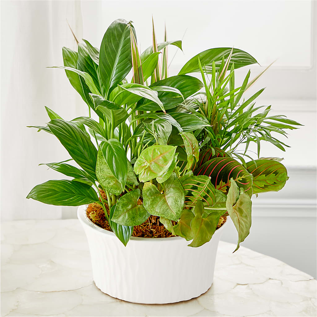Balance & Harmony Dishgarden – BLUEMOON FLORAL & GIFT, Denver CO
