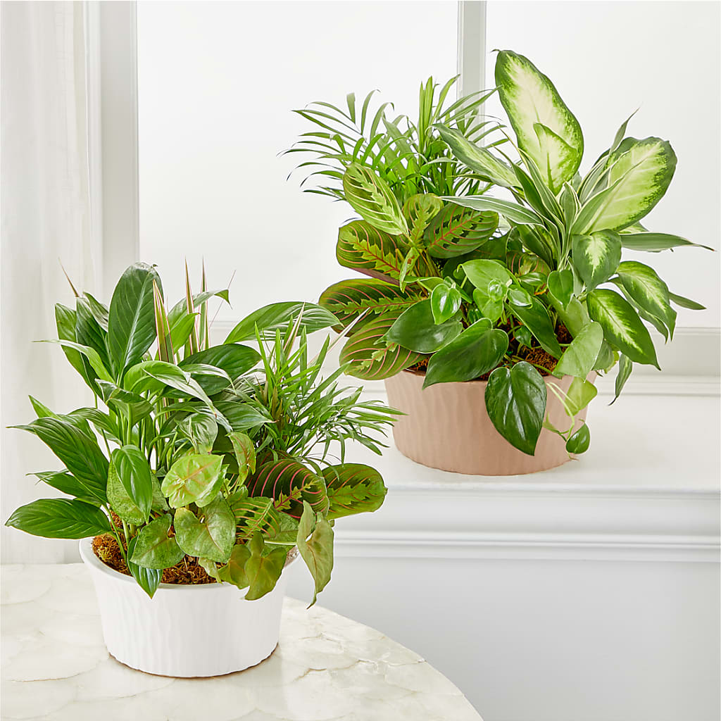 Balance & Harmony Dishgarden – BLUEMOON FLORAL & GIFT, Denver CO
